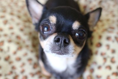 Close-up portrait of pug