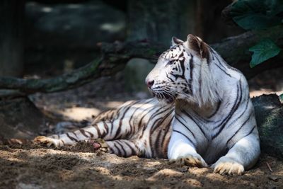 Cat resting in a zoo