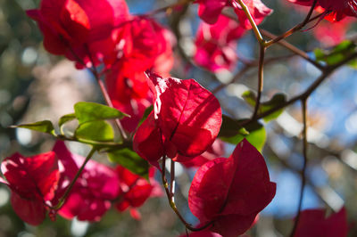 Close-up of red flowers blooming on tree
