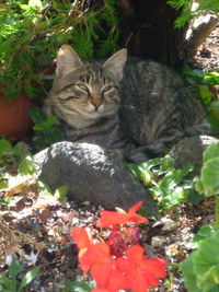 Close-up of cat looking away