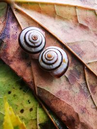 Close-up of snail