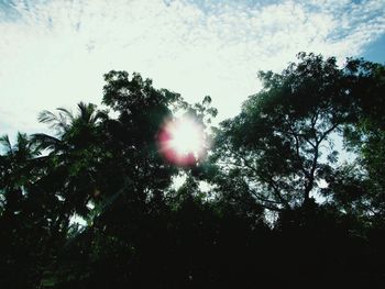 Low angle view of trees against sky