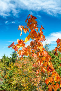 Low angle view of autumnal tree against sky