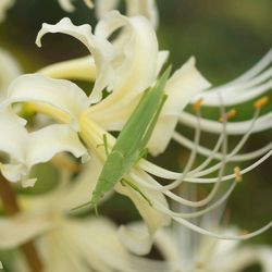 Close-up of white flowers