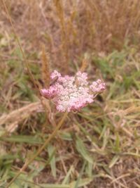 Close-up of flower on field