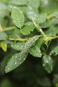 Close-up of raindrops on leaves