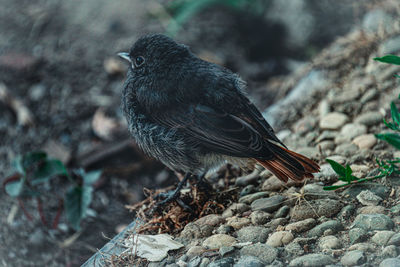 High angle view of bird perching on a field