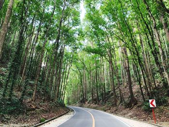 Road amidst trees in forest