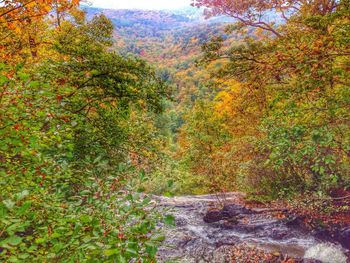 Scenic view of forest