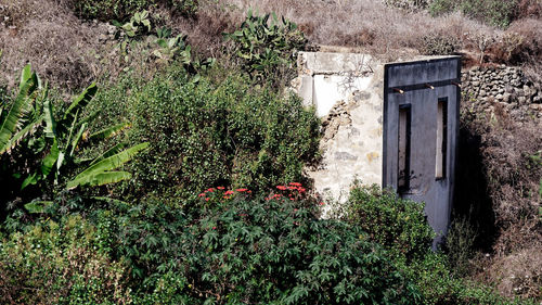 Plants growing outside house