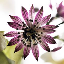 Close-up of pink flower