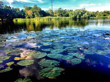 View of lotus water lily in lake