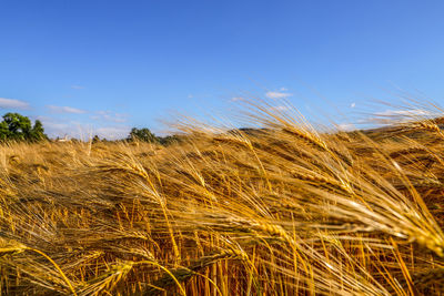 Scenic view of wheat field against blue sky