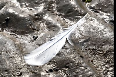 High angle view of feather on snow covered land