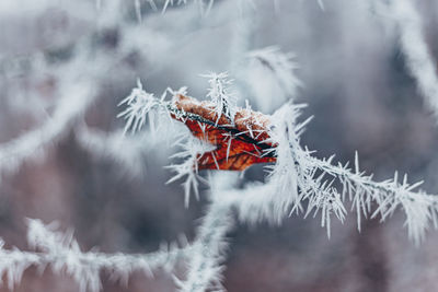 Close-up of snow on plant during winter