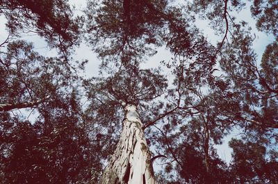 Low angle view of trees in forest against sky