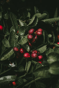 Close-up of cherries growing on plant