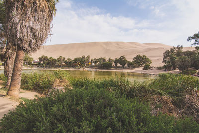 View of desert oasis with trees and sand dunes