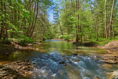 Scenic view of river stream amidst trees in forest