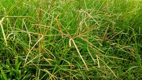 Full frame shot of bamboo on field