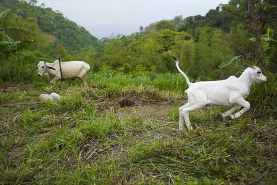 White dog on field against trees