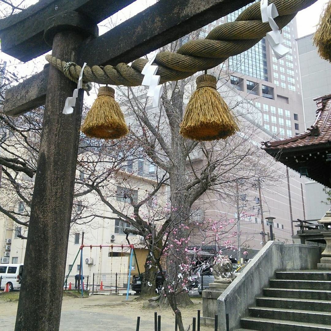 tree, architecture, built structure, building exterior, hanging, branch, no people, flower, day, outdoors, nature, city, sky