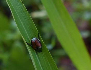 Close-up of insect on leaf