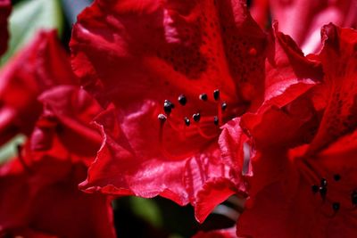 Close-up of red rose flower