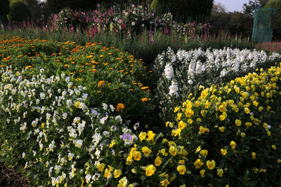 Yellow flowering plants in park