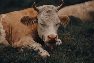 Cow relaxing on field