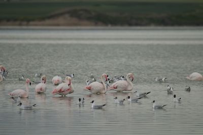 Birds in lake