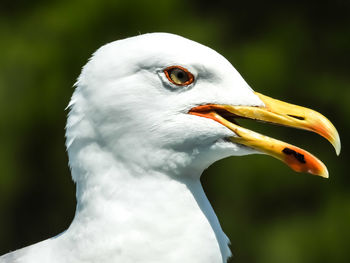 Close-up of bird