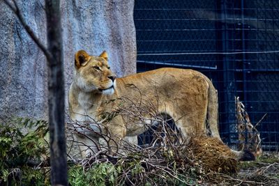 Cat in a zoo