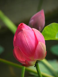 Close-up of pink lotus bud