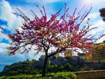 Low angle view of pink flower tree against sky