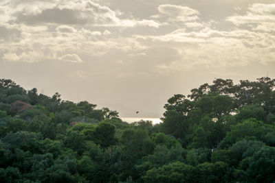 Trees in forest against sky