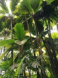 Low angle view of coconut palm trees