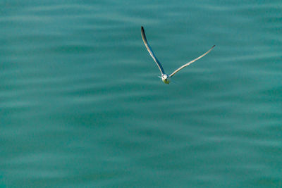 Seagull flying over sea