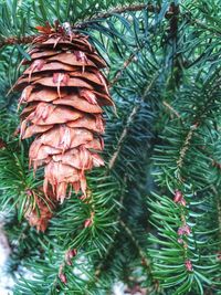 Close-up of pine cone on tree