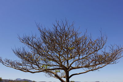 Low angle view of bare tree against clear blue sky