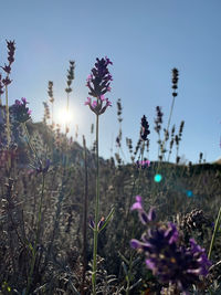Close-up of purple flowering plants on field against sky