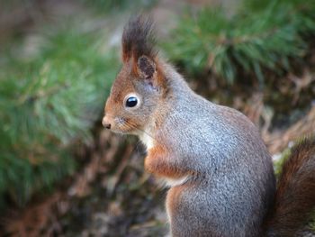 Close-up of squirrel