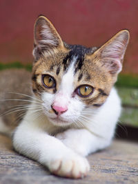 Close-up portrait of tabby cat