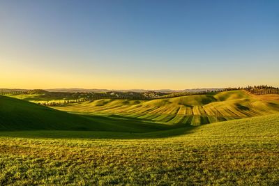 Scenic view of agricultural field against clear sky