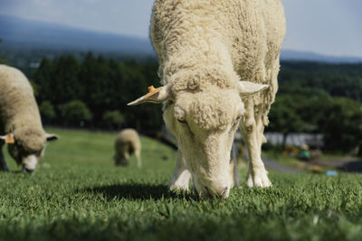 Sheep on grassy field