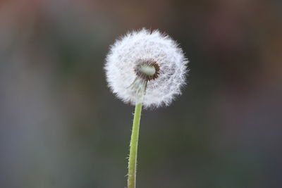 Close-up of dandelion flower