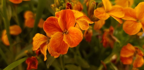 Close-up of orange flowering plant