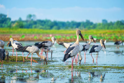 Flock of birds in lake