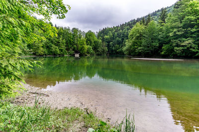 Scenic view of lake in forest against sky