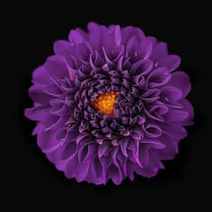 Close-up of purple dahlia flower against black background